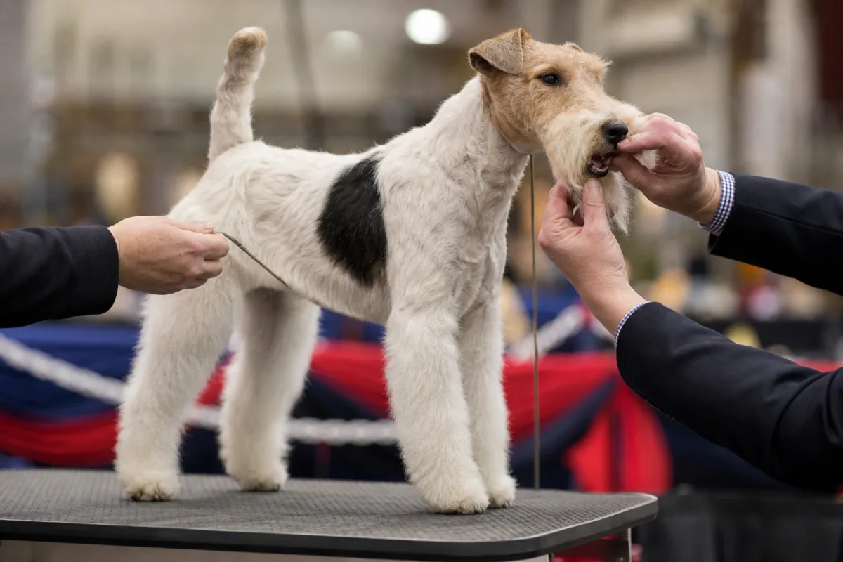 Juge examinant la denture et l'avant-main d'un chien d'exposition maintenu en position de stack sur table par son handler
